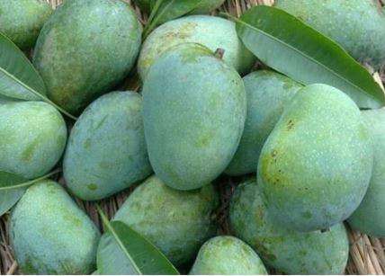 Gopalbhog Mango – গোপালভোগ -5 Kg